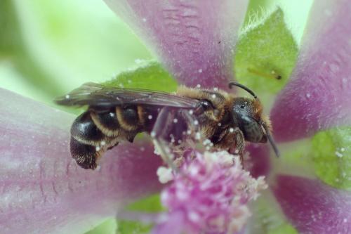 Réf. 281 879 : Chelostoma rapunculi